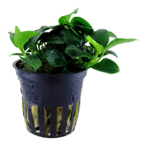 101H 小榕 Anubias barteri 'Petite'